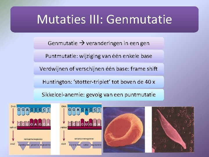 Mutaties III: Genmutatie veranderingen in een gen Puntmutatie: wijziging van één enkele base Verdwijnen