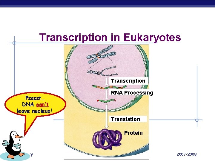 Transcription in Eukaryotes Transcription Psssst… DNA can’t leave nucleus! RNA Processing Translation Protein AP
