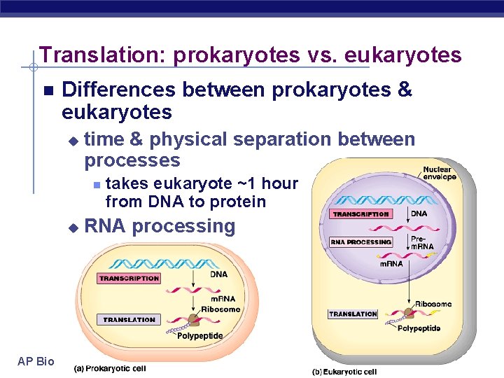 Translation: prokaryotes vs. eukaryotes Differences between prokaryotes & eukaryotes u time & physical separation