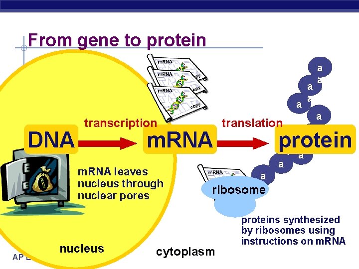 From gene to protein DNA transcription m. RNA leaves nucleus through nuclear pores AP