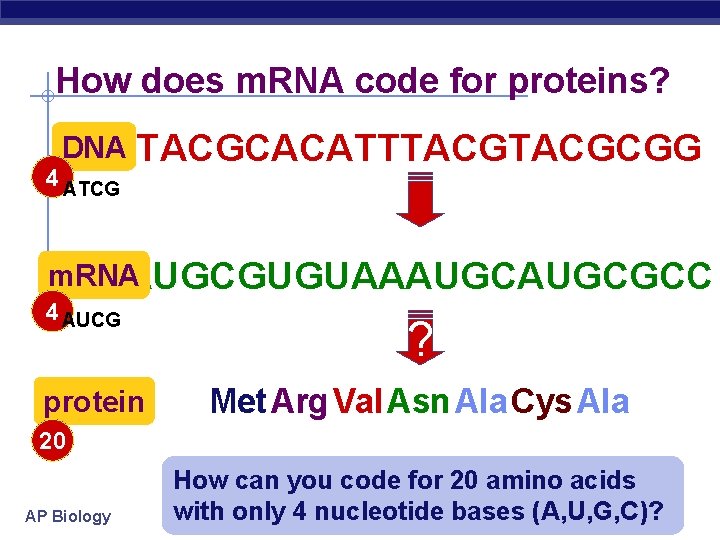 How does m. RNA code for proteins? DNA 4 ATCG TACGCACATTTACGCGG m. RNA AUGCGUGUAAAUGCGCC