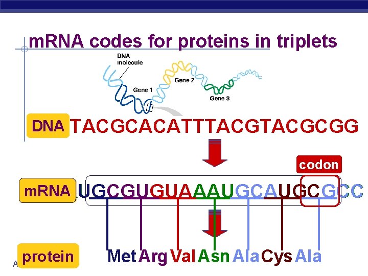 m. RNA codes for proteins in triplets DNA TACGCACATTTACGCGG codon m. RNA AUGCGUGUAAAUGCGCC ?
