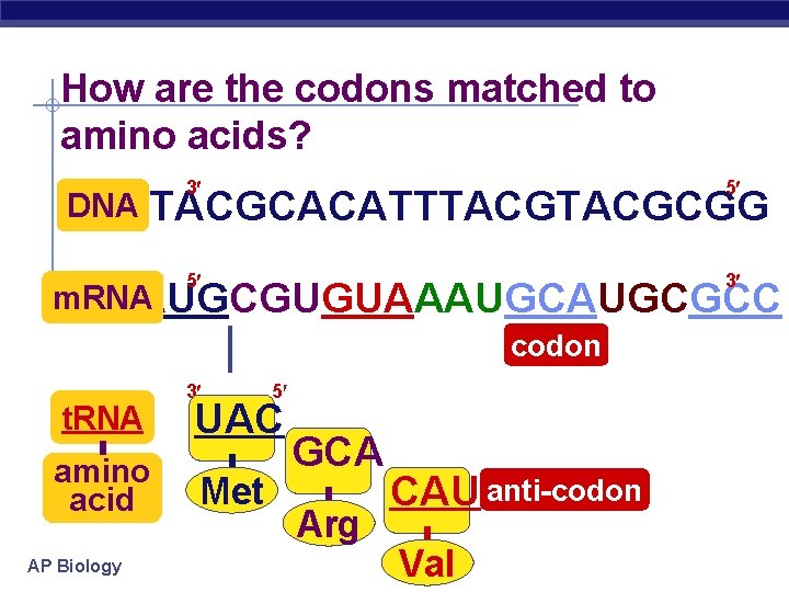 How are the codons matched to amino acids? DNA 3 5 5 3 TACGCACATTTACGCGG