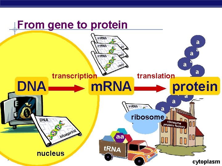 From gene to protein DNA transcription m. RNA translation a ribosomea AP Biology a