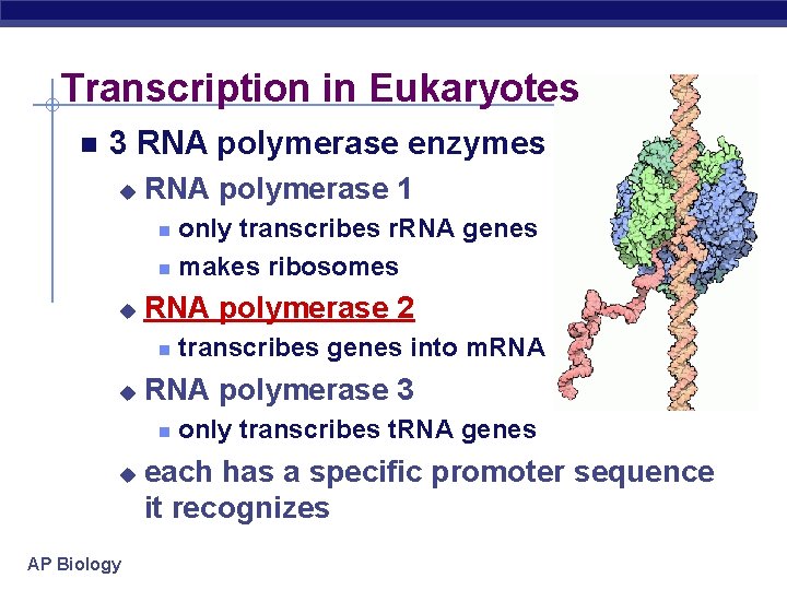 Transcription in Eukaryotes 3 RNA polymerase enzymes u RNA polymerase 1 only transcribes r.