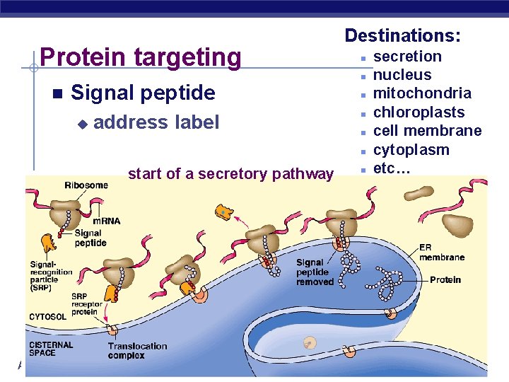 Protein targeting Signal peptide u address label Destinations: start of a secretory pathway AP