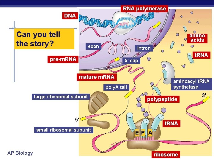 RNA polymerase DNA Can you tell the story? amino acids exon intron t. RNA