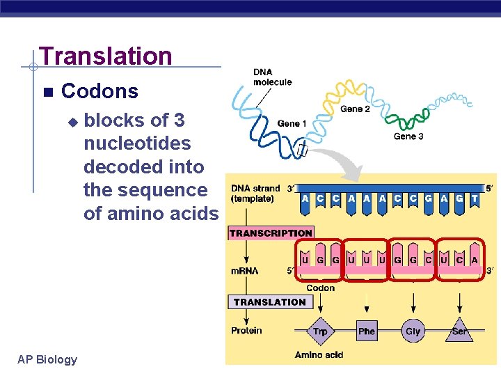 Translation Codons u AP Biology blocks of 3 nucleotides decoded into the sequence of