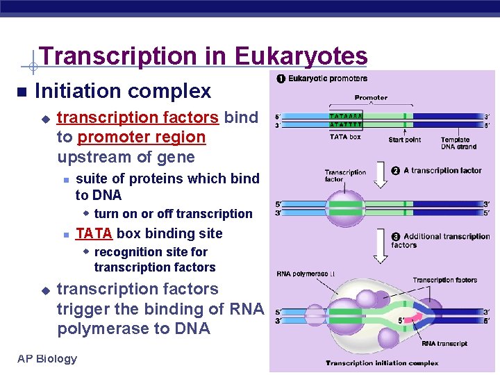 Transcription in Eukaryotes Initiation complex u transcription factors bind to promoter region upstream of