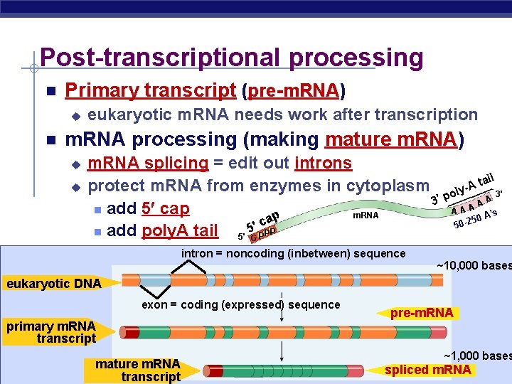 Post-transcriptional processing Primary transcript (pre-m. RNA) u eukaryotic m. RNA needs work after transcription