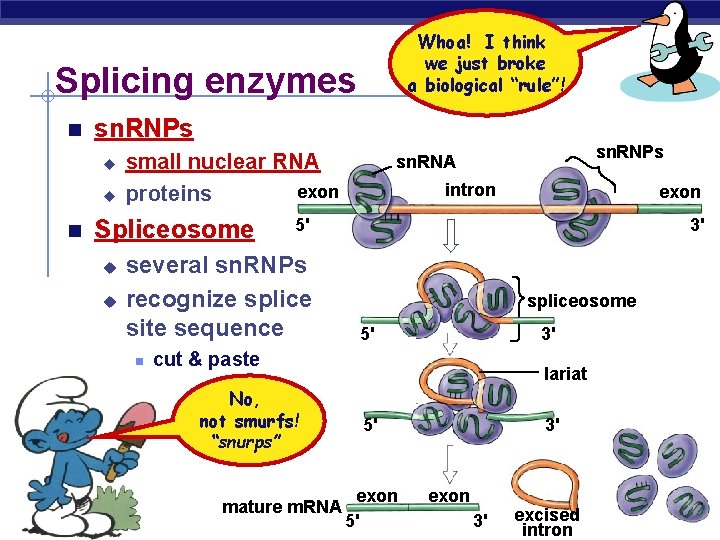 Whoa! I think we just broke a biological “rule”! Splicing enzymes sn. RNPs u