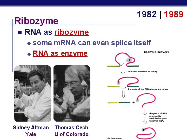 Ribozyme 1982 | 1989 RNA as ribozyme some m. RNA can even splice itself