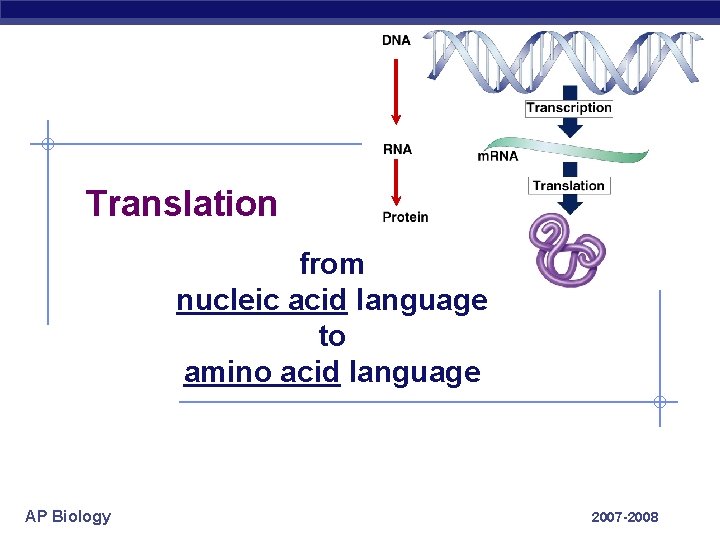 Translation from nucleic acid language to amino acid language AP Biology 2007 -2008 