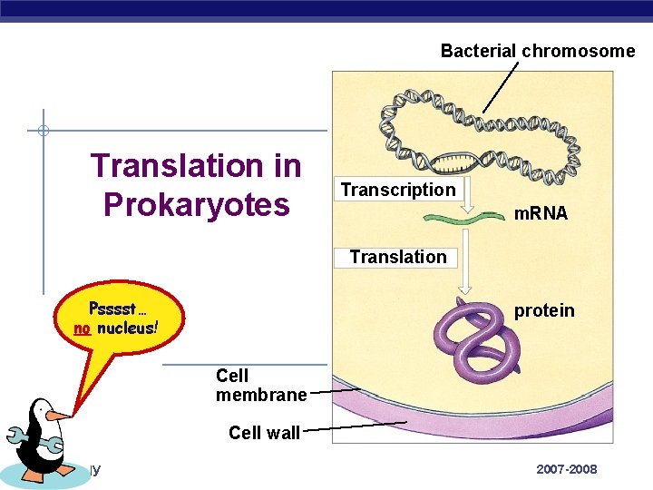 Bacterial chromosome Translation in Prokaryotes Transcription m. RNA Translation Psssst… no nucleus! protein Cell