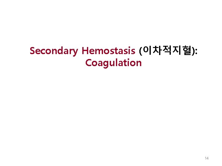 Secondary Hemostasis (이차적지혈): Coagulation 14 