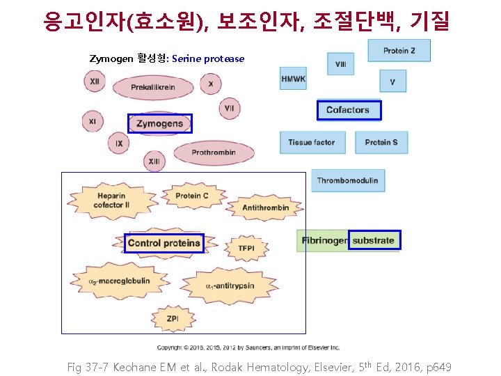 응고인자(효소원), 보조인자, 조절단백, 기질 Zymogen 활성형: Serine protease Fig 37 -7 Keohane EM et