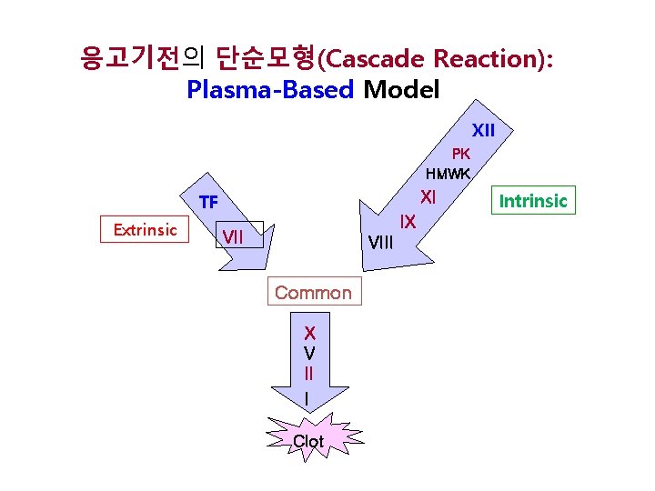 응고기전의 단순모형(Cascade Reaction): Plasma-Based Model XII PK HMWK XI TF Extrinsic IX VIII Common