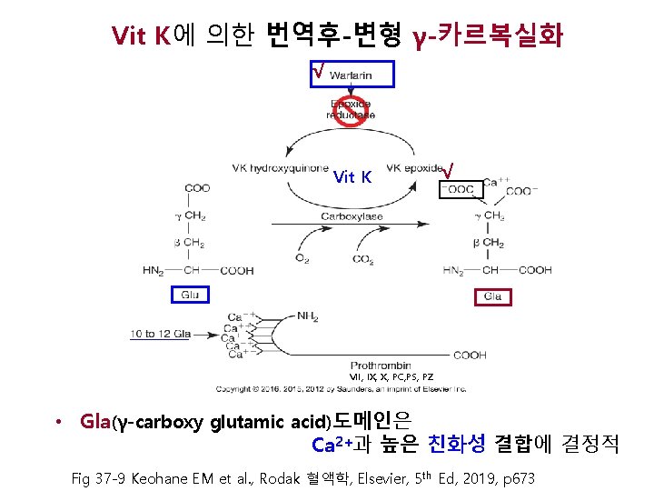 Vit K에 의한 번역후-변형 γ-카르복실화 √ Vit K √ VII, IX, X, PC, PS,