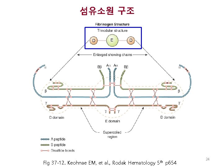 섬유소원 구조 D E D Fig 37 -12. Keohnae EM, et al. , Rodak