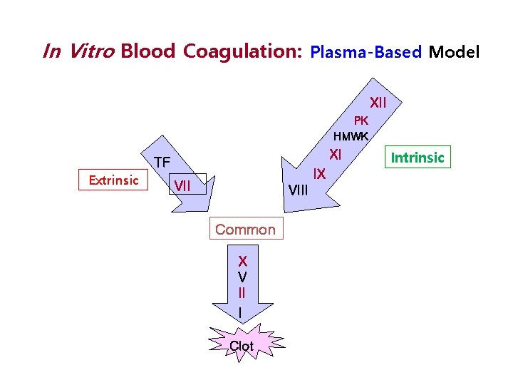 In Vitro Blood Coagulation: Plasma-Based Model XII PK HMWK XI TF Extrinsic IX VIII