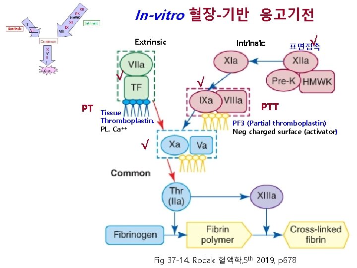 In-vitro 혈장-기반 응고기전 Extrinsic √ PT Intrinsic √ 표면접촉 √ Tissue Thromboplastin, PL, Ca++