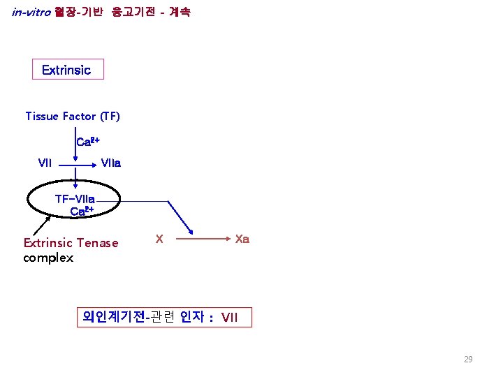 in-vitro 혈장-기반 응고기전 - 계속 Extrinsic Tissue Factor (TF) Ca 2+ VIIa TF-VIIa Ca