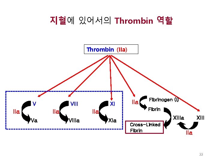 지혈에 있어서의 Thrombin 역할 Thrombin (IIa) V IIa VIII IIa Va XI Fibrinogen (I)