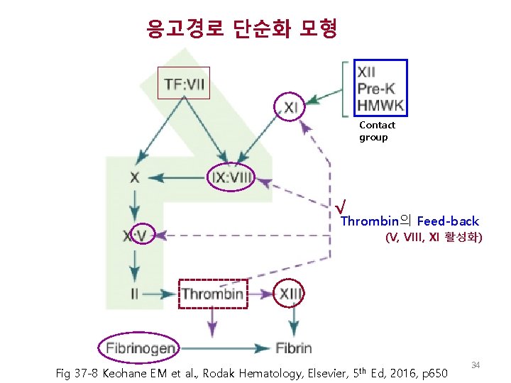 응고경로 단순화 모형 Contact group √ Thrombin의 Feed-back (V, VIII, XI 활성화) Fig 37