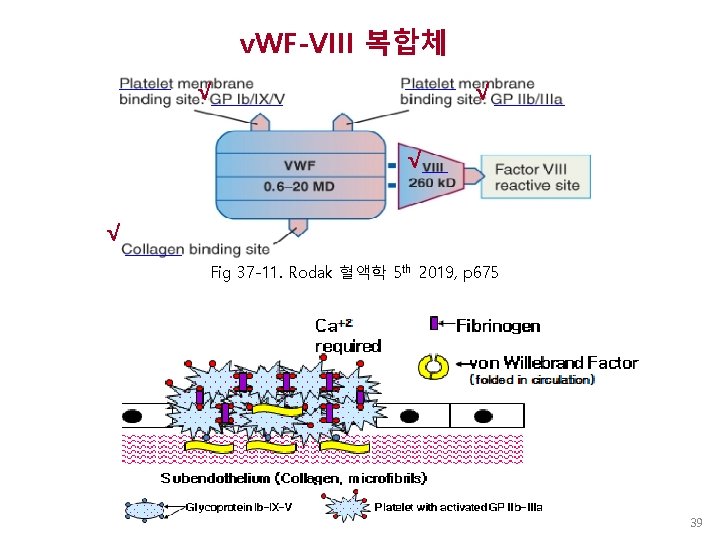 v. WF-VIII 복합체 √ √ Fig 37 -11. Rodak 혈액학 5 th 2019, p