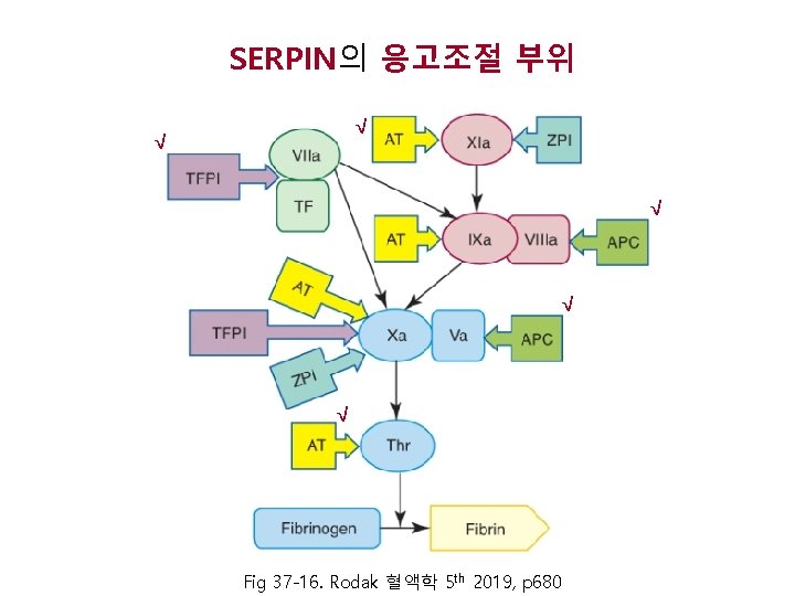 SERPIN의 응고조절 부위 √ √ √ Fig 37 -16. Rodak 혈액학 5 th 2019,