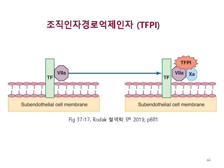 조직인자경로억제인자 (TFPI) Fig 37 -17. Rodak 혈액학 5 th 2019, p 681 44 