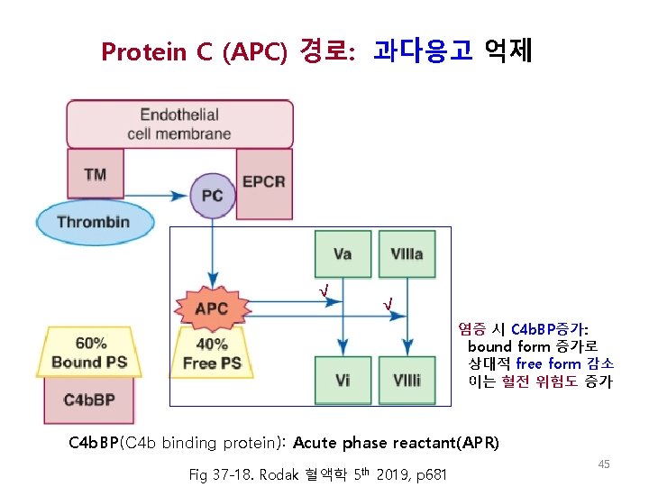 Protein C (APC) 경로: 과다응고 억제 √ √ 염증 시 C 4 b. BP증가: