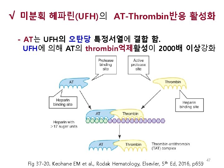 √ 미분획 헤파린(UFH)의 AT-Thrombin반응 활성화 - AT는 UFH의 오탄당 특정서열에 결합 함. UFH에 의해