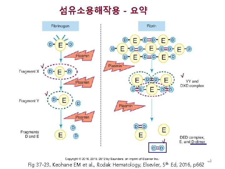 섬유소용해작용 - 요약 √ √ Fig 37 -23. Keohane EM et al. , Rodak