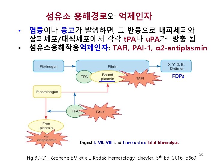 섬유소 용해경로와 억제인자 • • 염증이나 응고가 발생하면, 그 반응으로 내피세피와 상피세포/대식세포에서 각각 t.