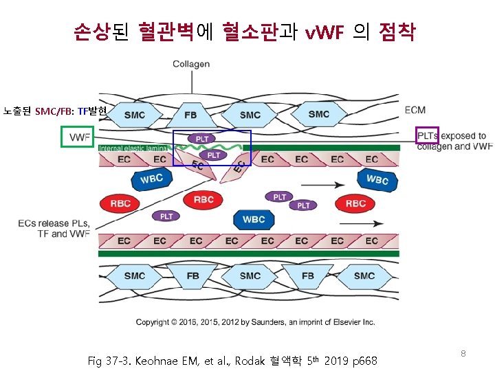 손상된 혈관벽에 혈소판과 v. WF 의 점착 노출된 SMC/FB: TF발현 Fig 37 -3. Keohnae