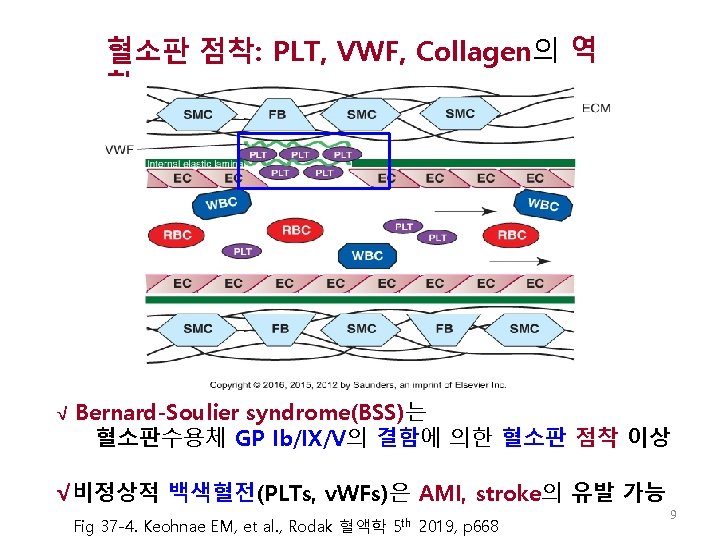 혈소판 점착: PLT, VWF, Collagen의 역 할 √ Bernard-Soulier syndrome(BSS)는 혈소판수용체 GP Ib/IX/V의 결함에