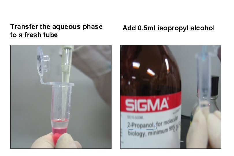 Transfer the aqueous phase to a fresh tube Add 0. 5 ml isopropyl alcohol