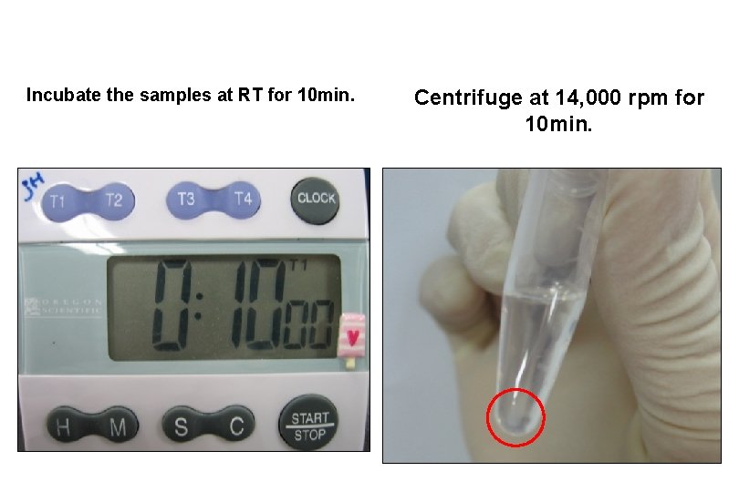 Incubate the samples at RT for 10 min. Centrifuge at 14, 000 rpm for
