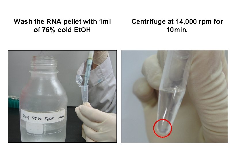 Wash the RNA pellet with 1 ml of 75% cold Et. OH Centrifuge at
