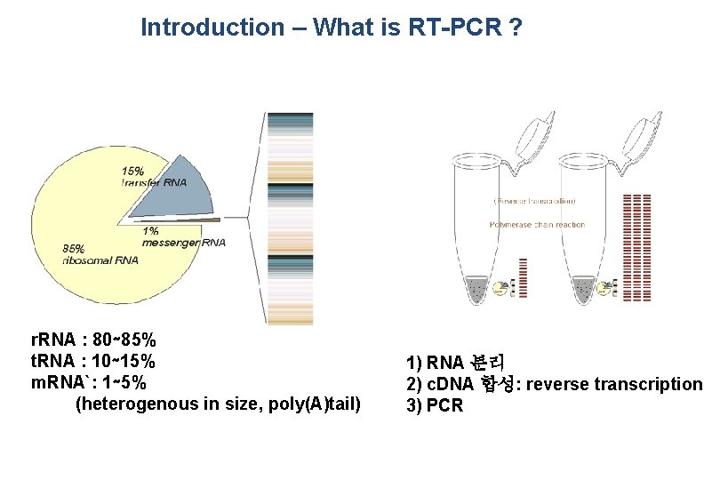 Introduction – What is RT-PCR ? r. RNA : 80∼ 85% t. RNA :