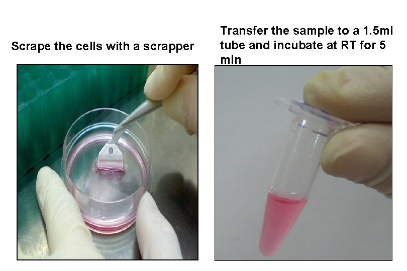 Scrape the cells with a scrapper Transfer the sample to a 1. 5 ml