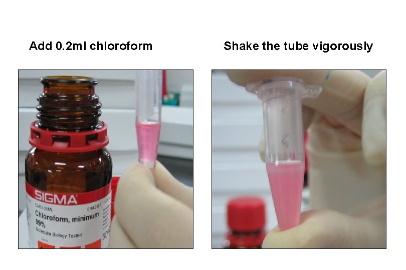 Add 0. 2 ml chloroform Shake the tube vigorously 