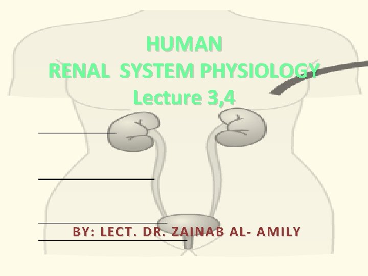 HUMAN RENAL SYSTEM PHYSIOLOGY Lecture 3, 4 BY: LECT. DR. ZAINAB AL- AMILY 