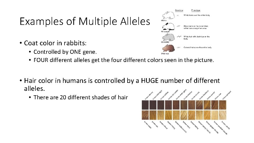 Examples of Multiple Alleles • Coat color in rabbits: • Controlled by ONE gene.