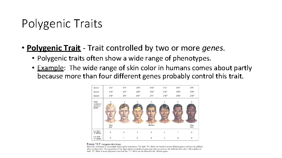 Polygenic Traits • Polygenic Trait - Trait controlled by two or more genes. •