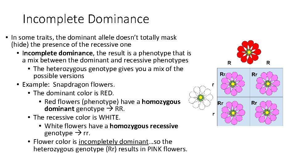 Incomplete Dominance • In some traits, the dominant allele doesn’t totally mask (hide) the