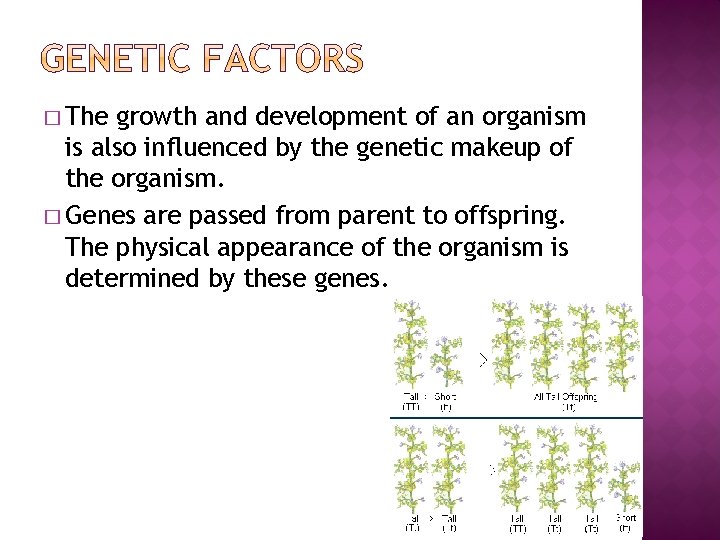 � The growth and development of an organism is also influenced by the genetic � The growth and development of an organism is also influenced by the genetic