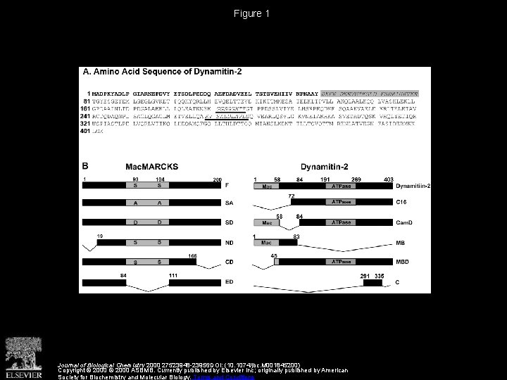 Figure 1 Journal of Biological Chemistry 2000 27523948 -23956 DOI: (10. 1074/jbc. M 001845200)