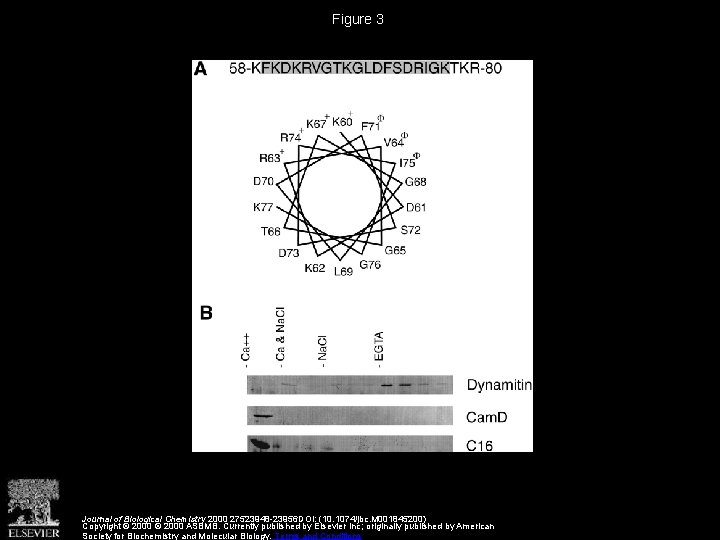 Figure 3 Journal of Biological Chemistry 2000 27523948 -23956 DOI: (10. 1074/jbc. M 001845200)